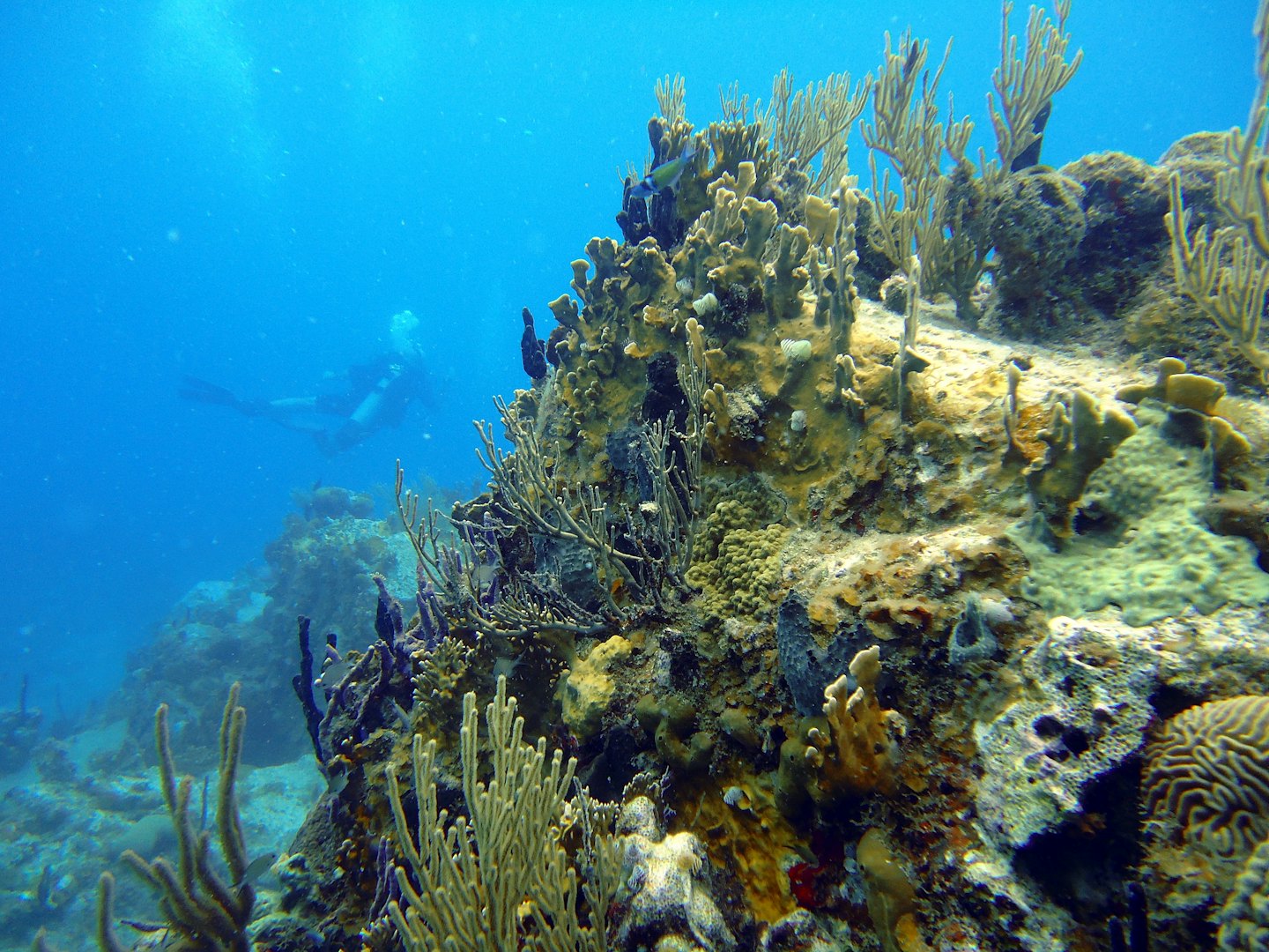 Penyelam scuba menjelajahi terumbu karang yang penuh warna di bawah air.