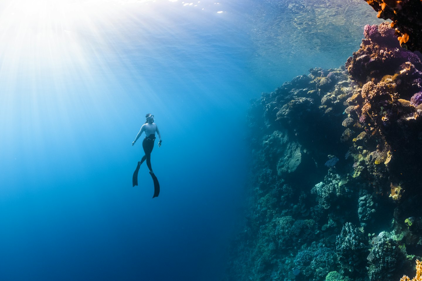 Orang freediving di dekat dinding terumbu karang berwarna-warni.